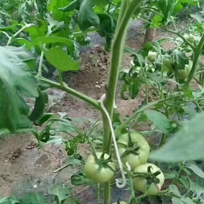 tomato hook tomato hook