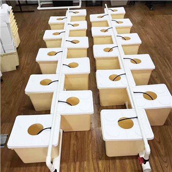 Holländsk hink växer hydroponik