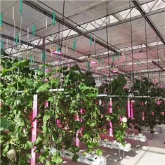 Hydroponics växande rack