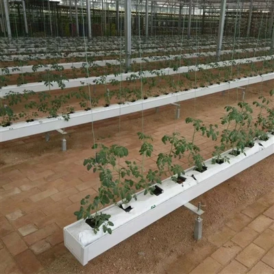 Tomatväxthus