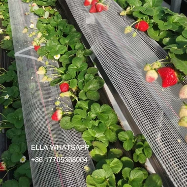 Vilka gödselmedel behövs för jordgubbsfruktutvidgning?