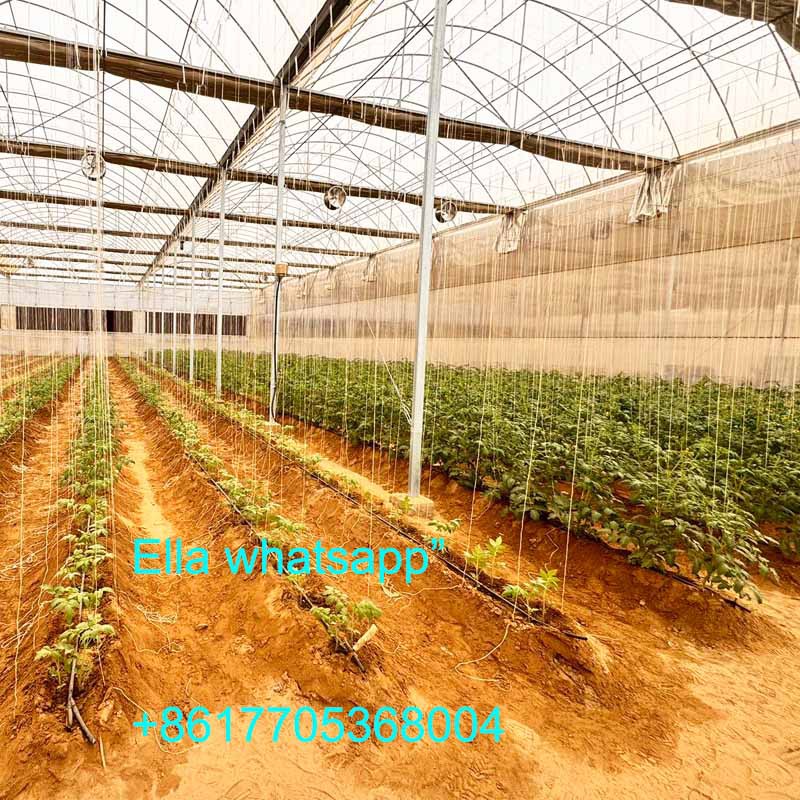 tomato greenhouse tomato greenhouse